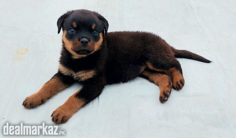 FEMALE ROTTWEILER 2 MONTH OLD PUPPY photo 1