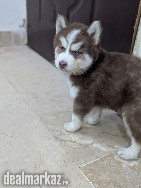 Siberian Husky Puppies photo 1