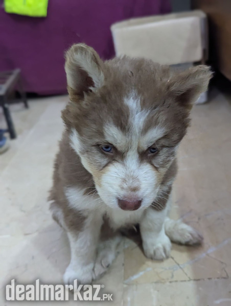 Siberian Husky Puppies photo 2