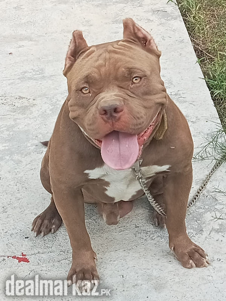 American Pitbull pedigree photo 1