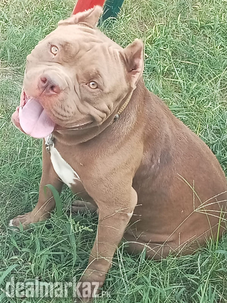 American Pitbull pedigree photo 2