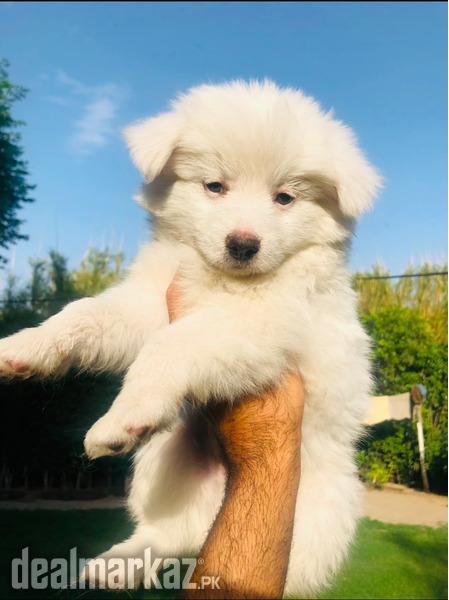 Russian pups female triple coat photo 2