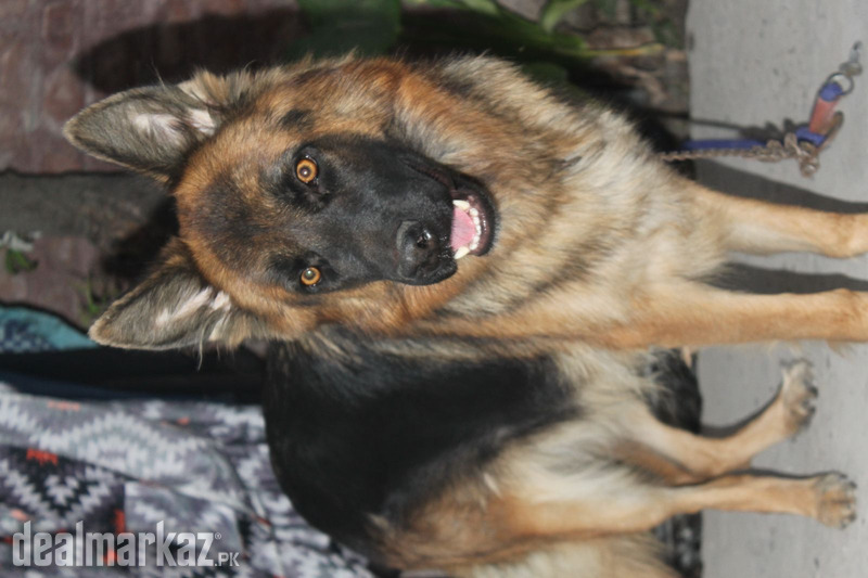 Germany shepherd female for sale photo 1