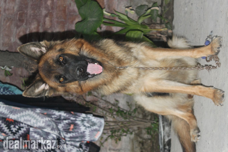 Germany shepherd female for sale photo 2