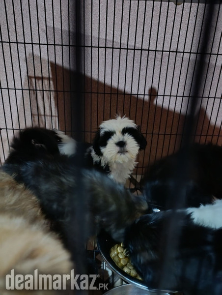 Shihtzu puppies rehoming photo 1
