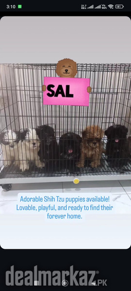 Shihtzu puppies rehoming photo 2