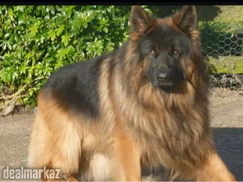 German Shepherd puppies photo 1