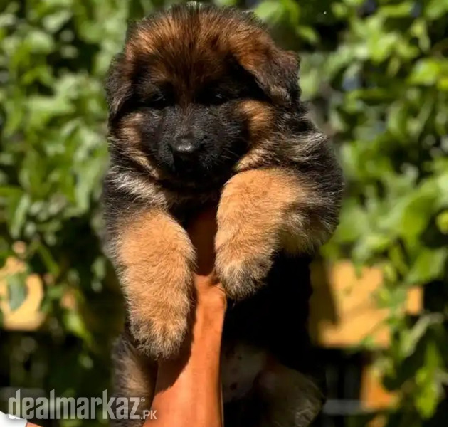 German Shepherd puppies photo 2