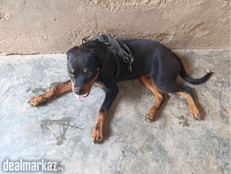 Rottweiler pedigree bitch photo 1