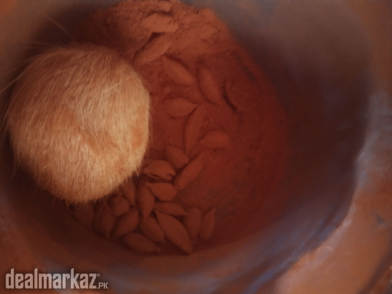 Asli Gidar Singhi photo 2