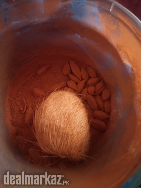 Asli Gidar Singhi photo 1