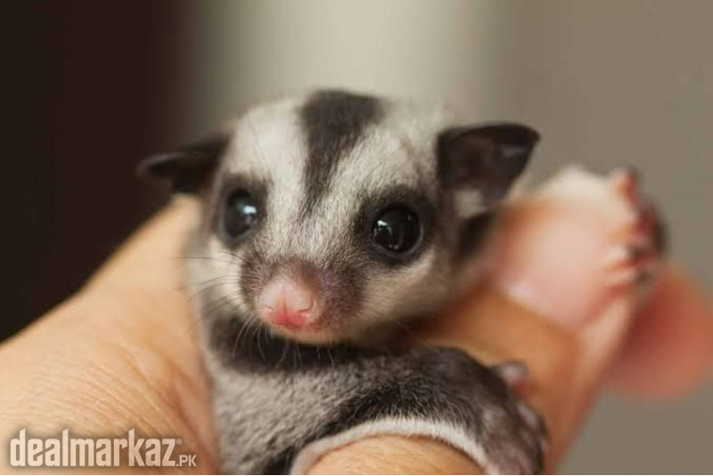 Sugar glider (pair) photo 1