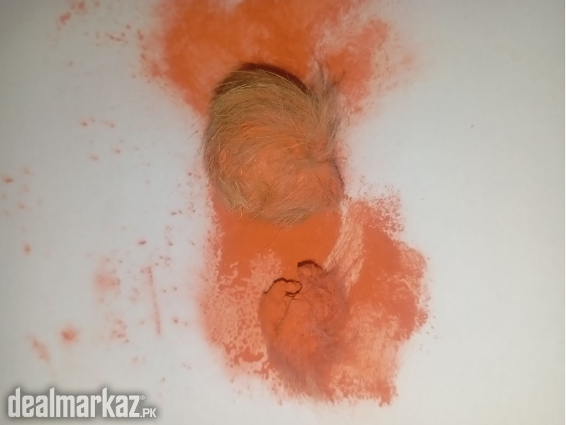 Asli Gidar Singhi (Pair) photo 1