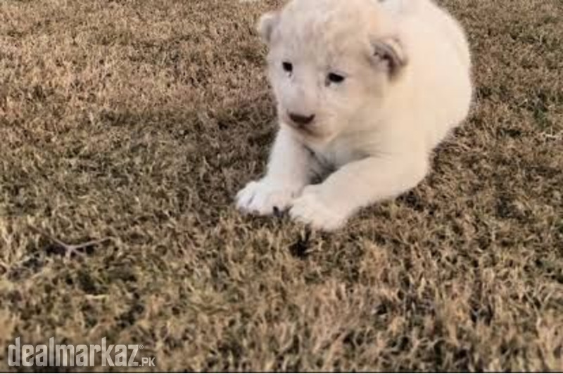 White lion cub (available) photo 1