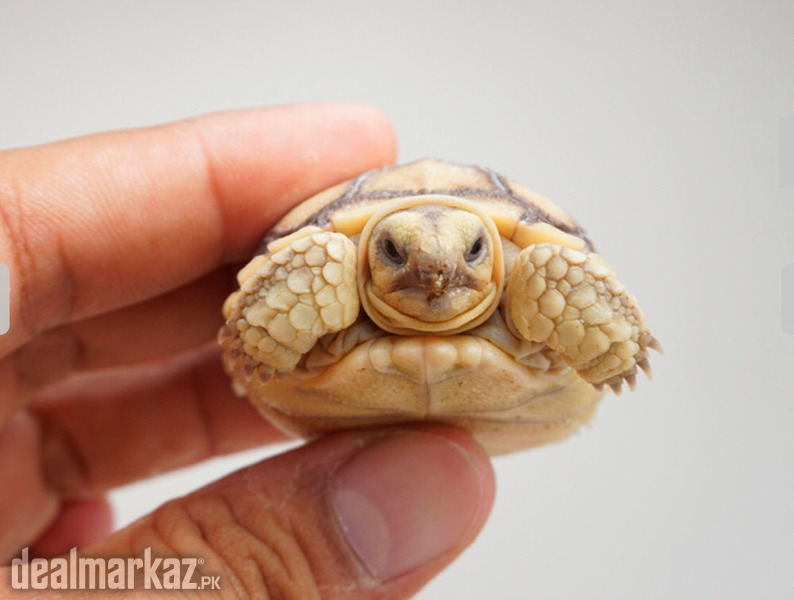 Sulcata baby tortoise photo 1