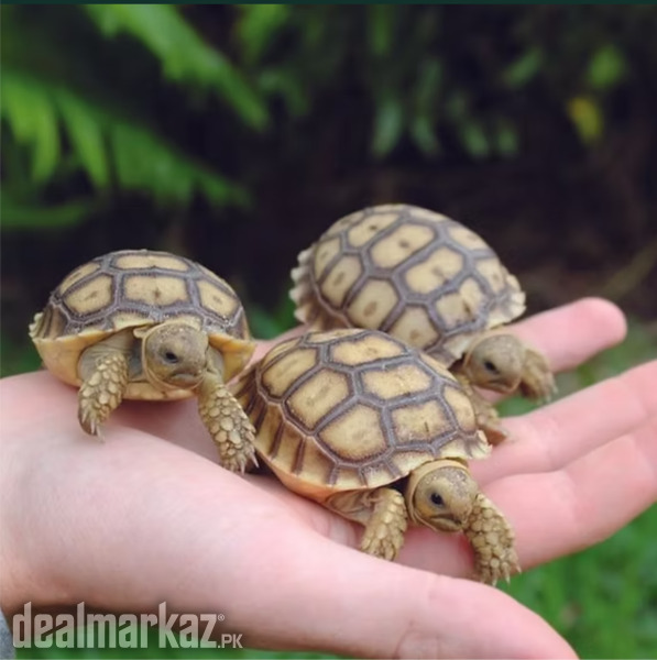 Sulcata baby tortoise photo 2