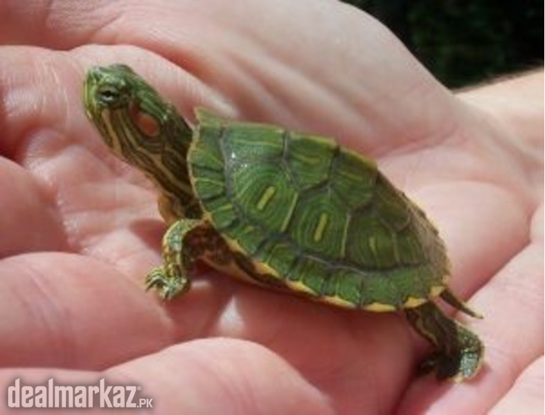 Baby turtle (red eared slider) photo 1