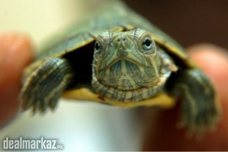 Baby turtle (red eared slider) photo 2