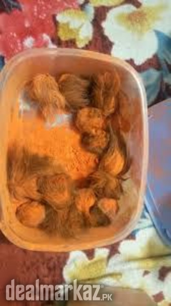 Gidar Singhi original big jori photo 1