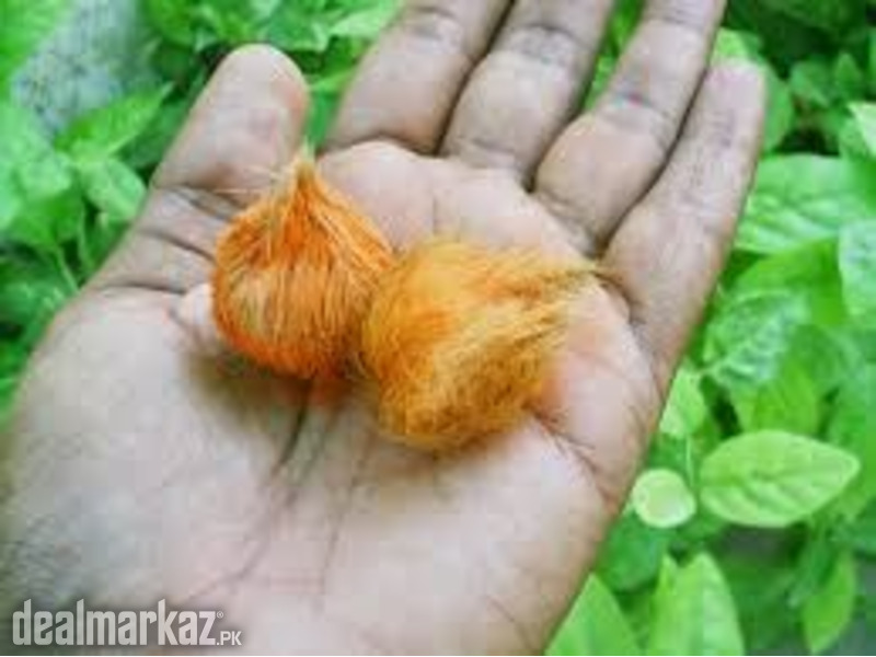 Gidar Singhi original big jori photo 2