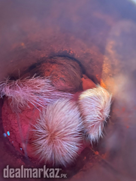 20 years Old Original Gidar Singhi photo 2