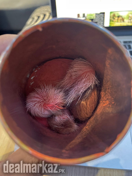 20 years Old Original Gidar Singhi photo 1